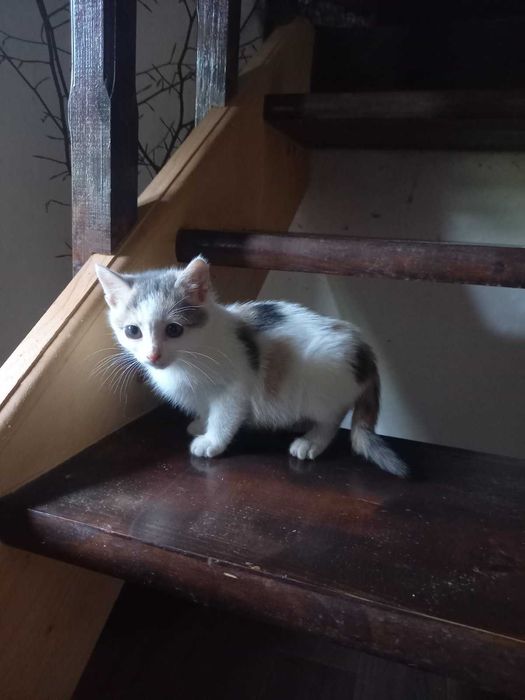 Подарявам 2 женски , домашни котета на 55 дни