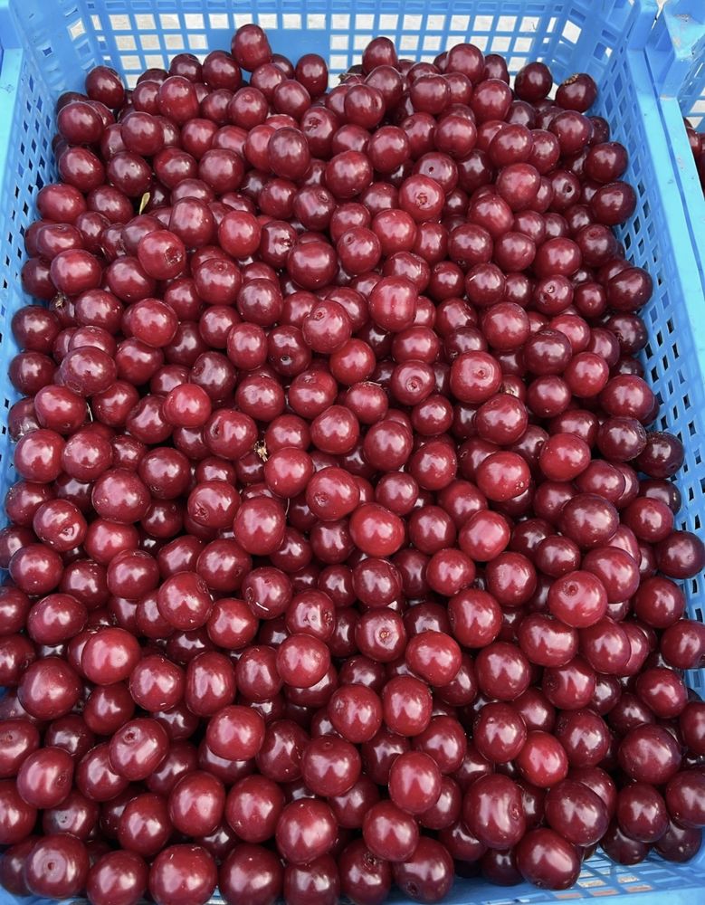 Продам крупную вишню 1л-500тг