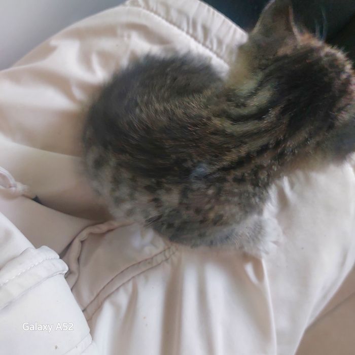 Котенок отдам срочно