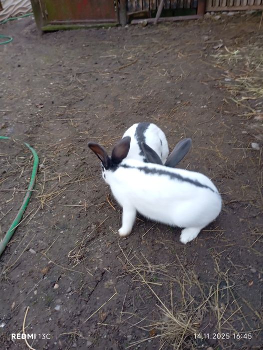 Pereche fluture german