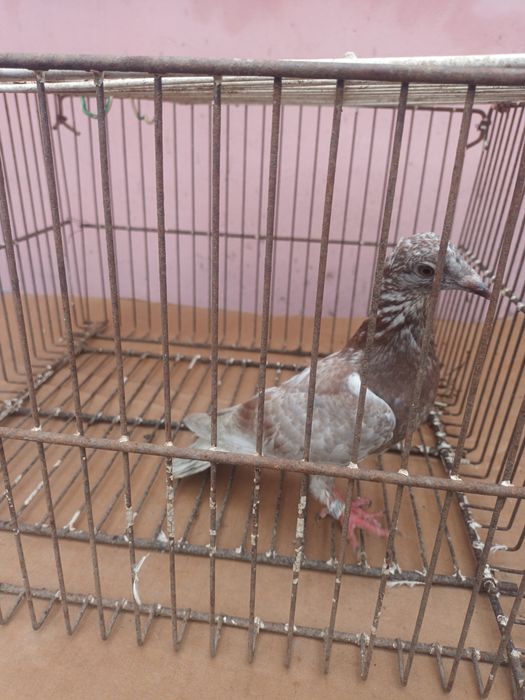 Porumbei voiajori/galateni/satineti