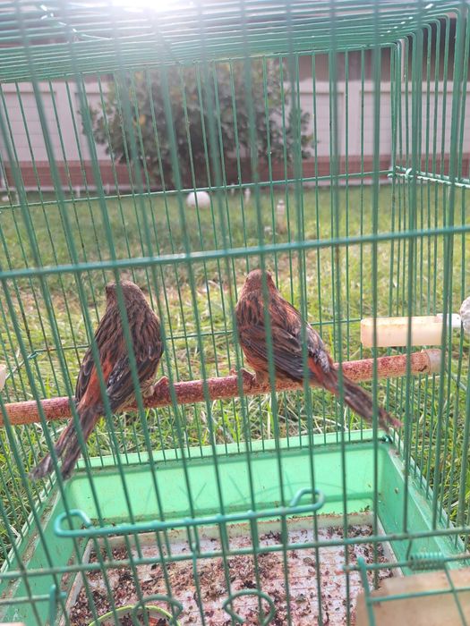 Kanareyka 1juft nar moda