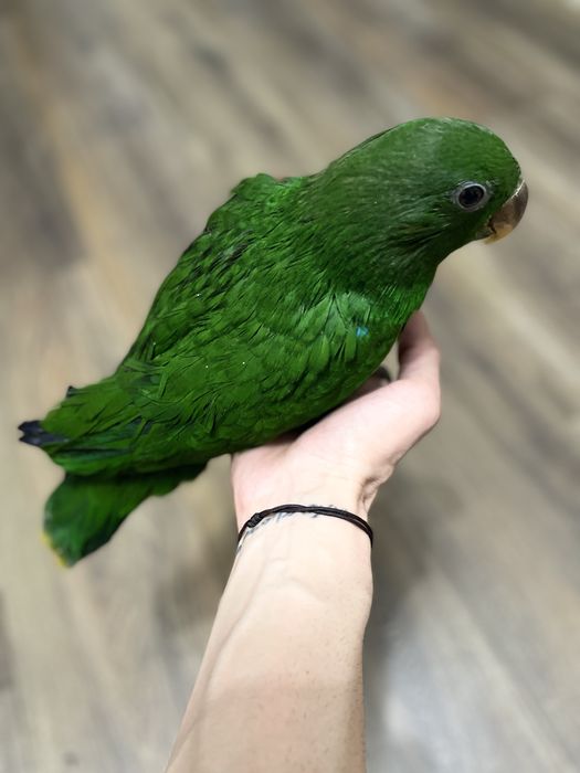 Ръчно хранен Еклектус