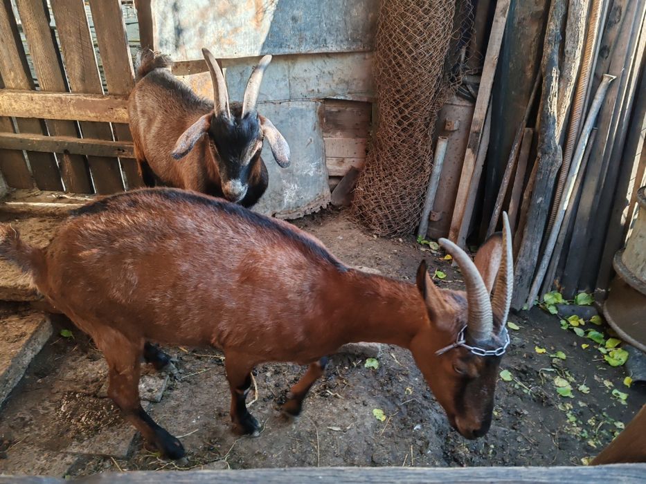 Capră rasa alpin franceza cu lapte de vânzare