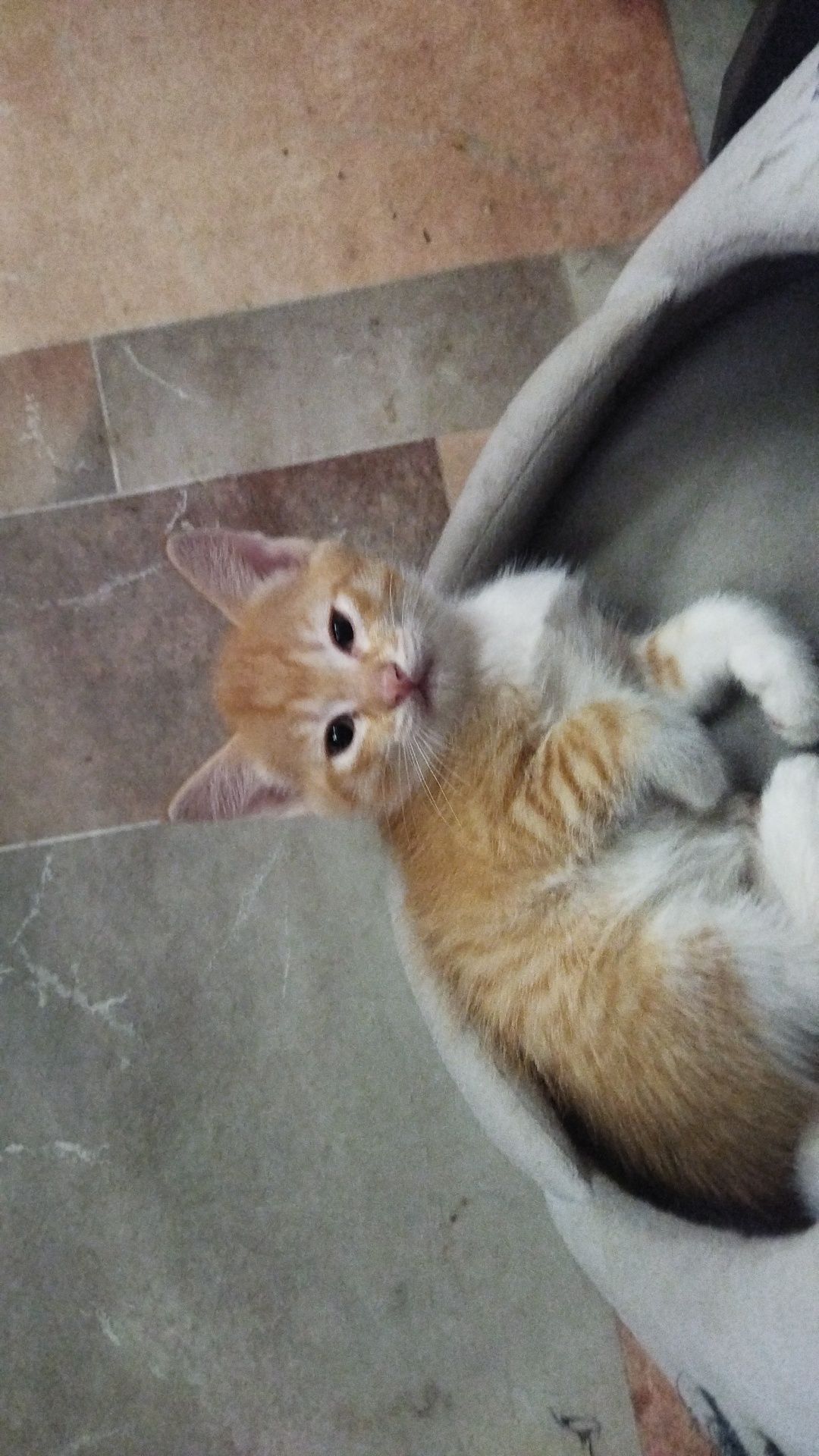 Котята игривые чистые