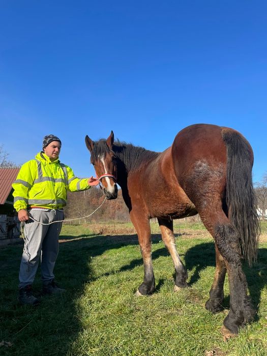 Vand mânza de 1.5 ani