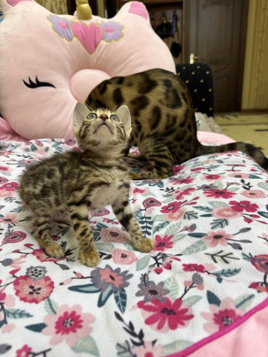 Бенгальская кошка