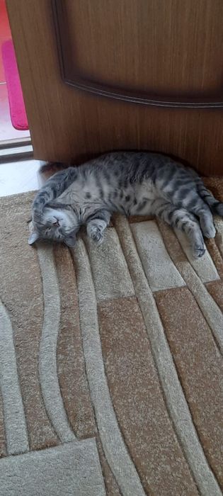 Отдам кота в добрые руки