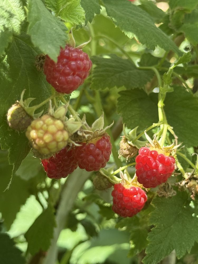 Продаи дачную малину