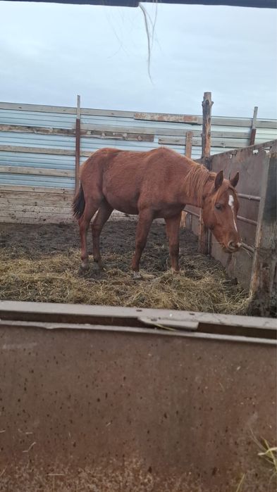 Продам жеребчиков