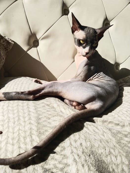 Продам сфинксов канадский и данская