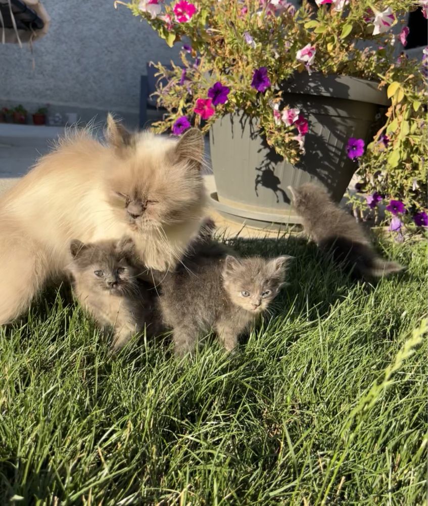 Персийски котки