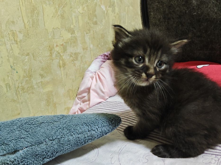 Котята даром, в хорошие руки, без доставки.