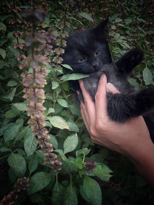 Кошки и котята в хорошие руки