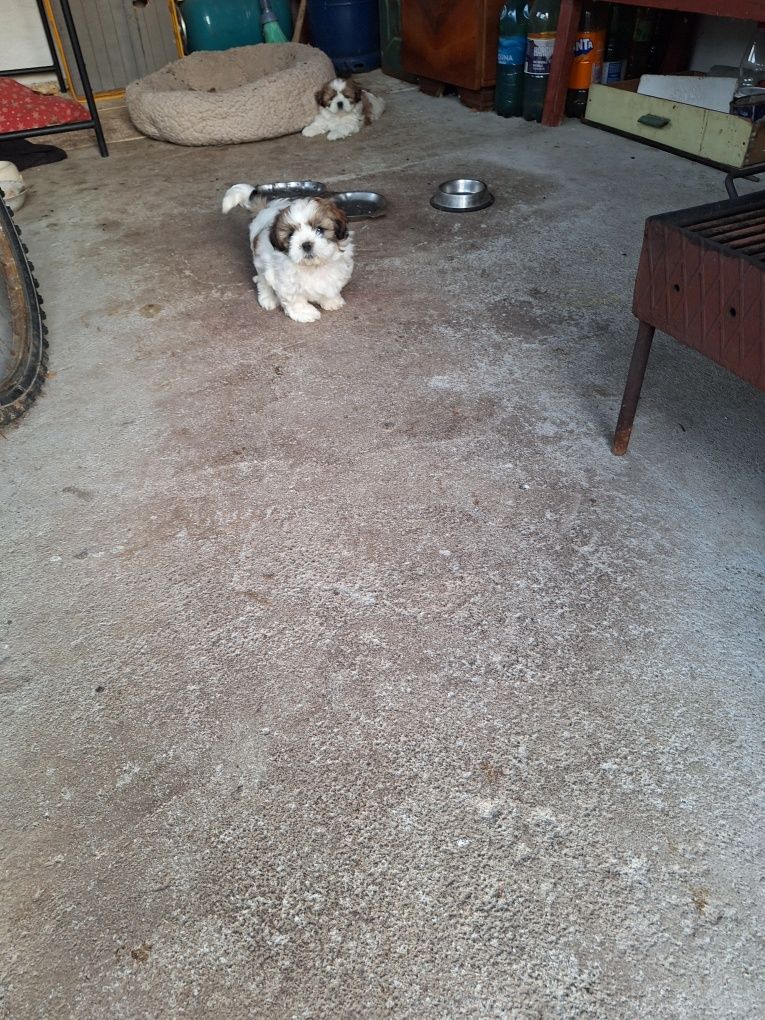 Mascul rasa shih tzu