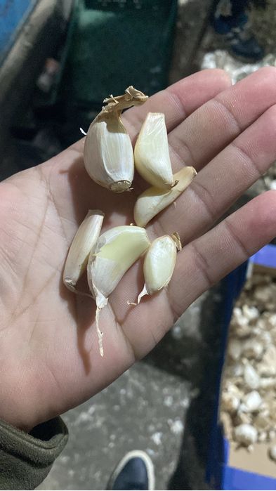 Usturoi de pus in pamant