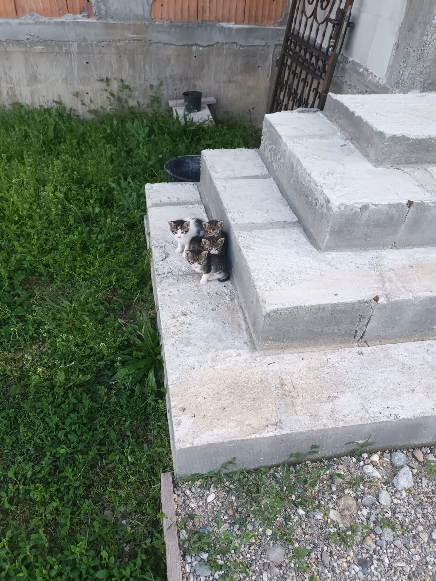 Donez pisicuțe superbe
