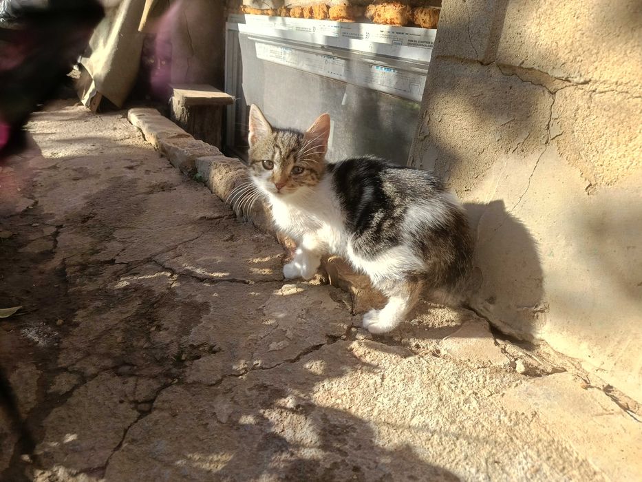 Подарявам малки котета