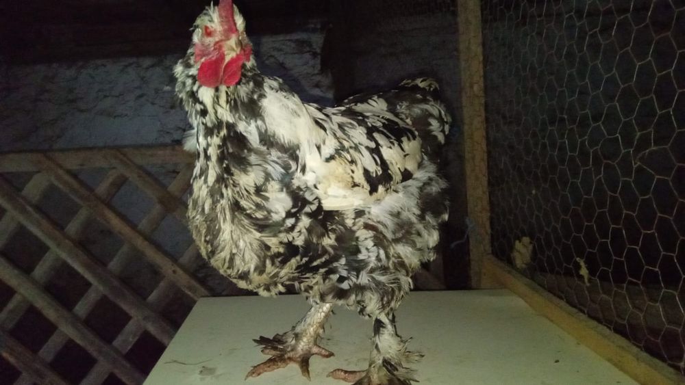 Schimb păsări pe animale