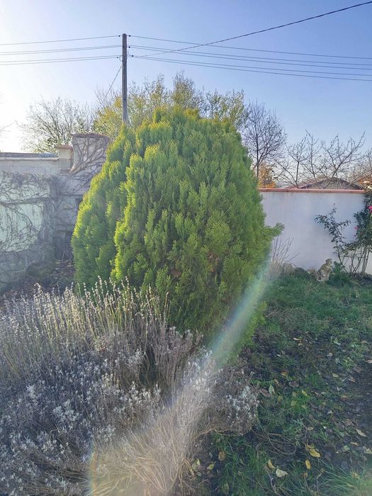 5 туи Смарагд (живи дървета) около 2 м – здрави и гъсти