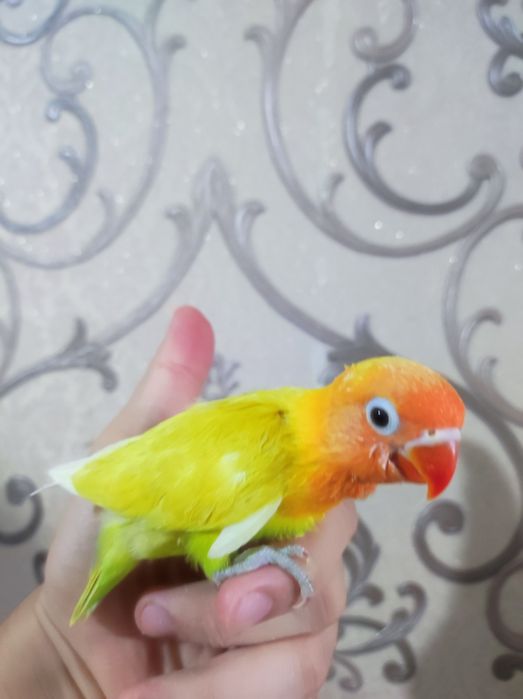 Ruchnoy popugay sotiladi