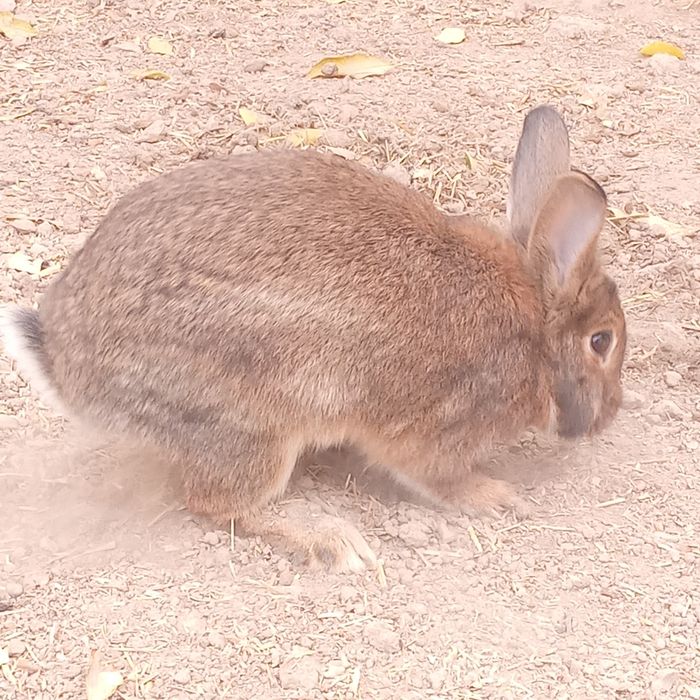 Erkak quyon sotiladi