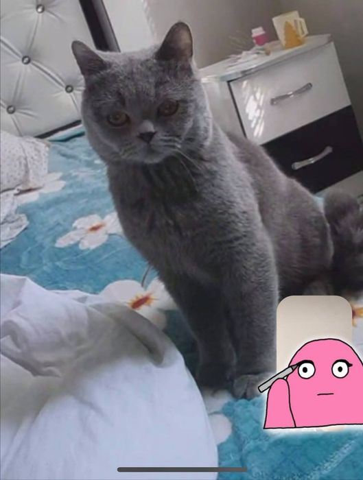 Mushuk sotiladi narhi 1500milyon kami bor