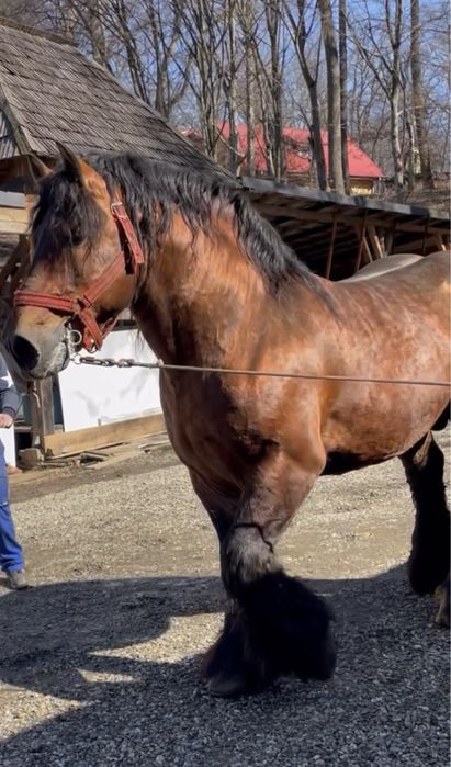 Vând armasar Ardenez