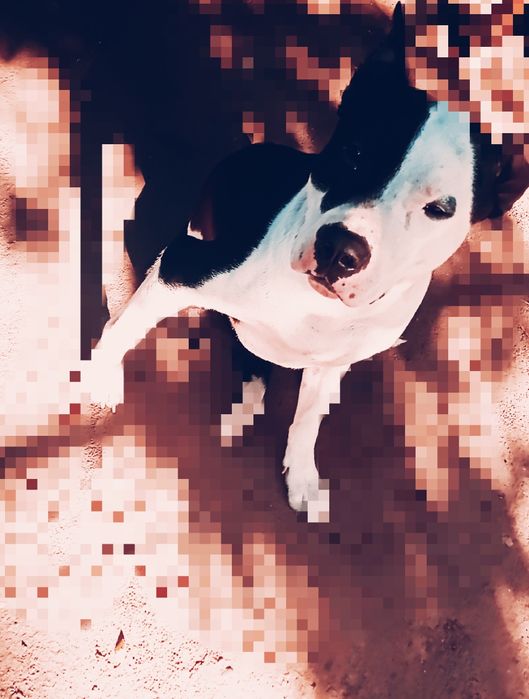 Вязка бесплатно порода питбуль  мальчик. МакГрегор