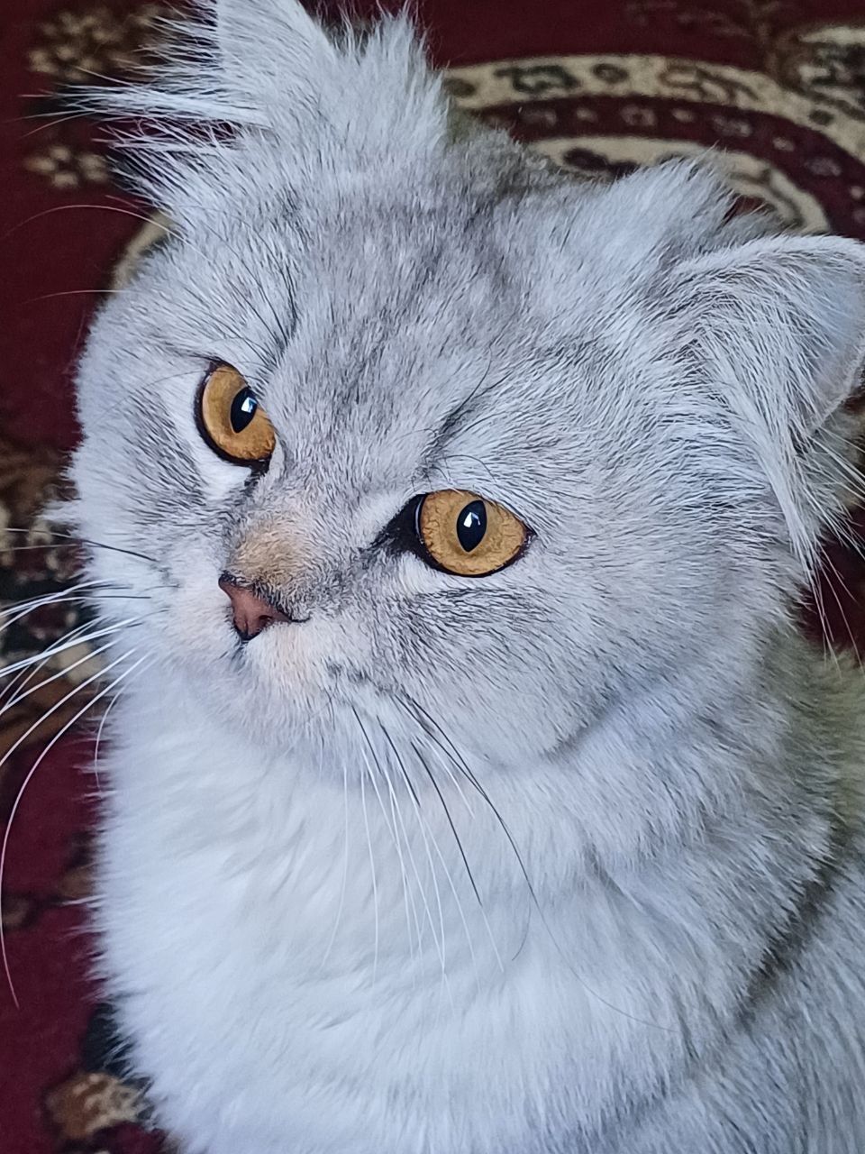 Вязка Чисто кровный кот