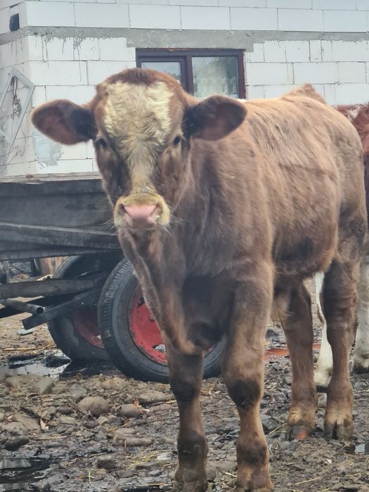 Se vinde 2 taurasi foarte frumoși grași 60 bucata 7..8 luni