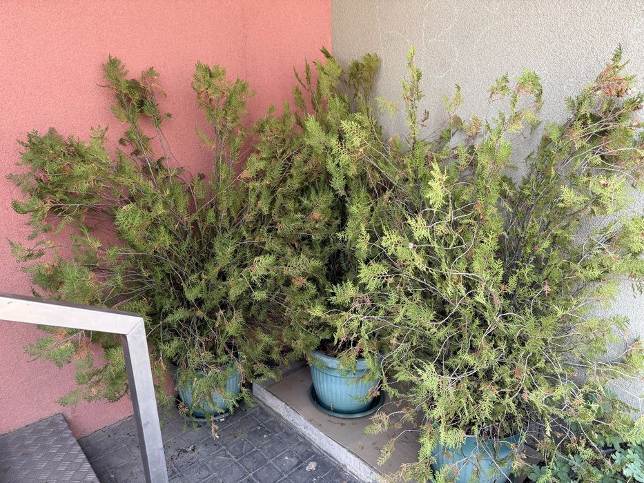 20 лева туя 150 см. , 4 броя са