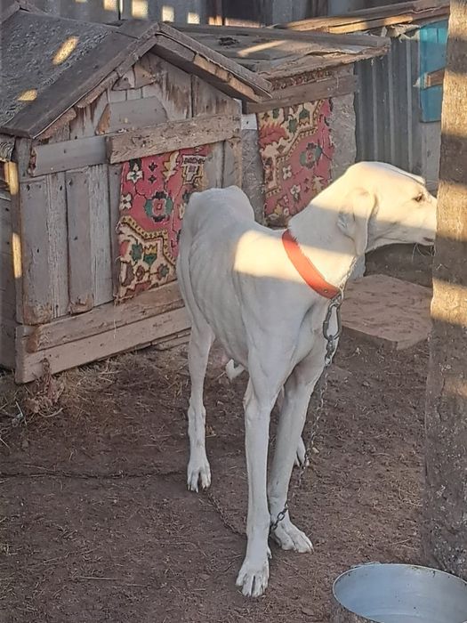 Продам жаргак тазы