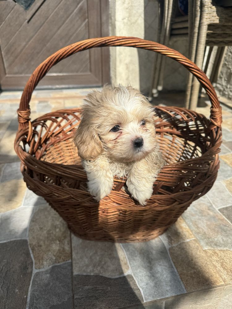 Vand Maltipoo toy