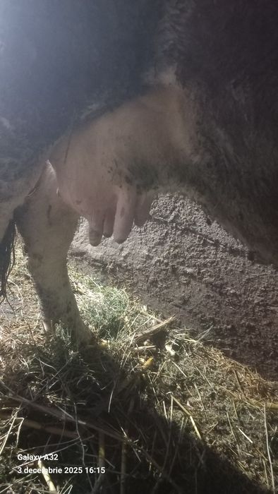 Vaca baltata gestanta