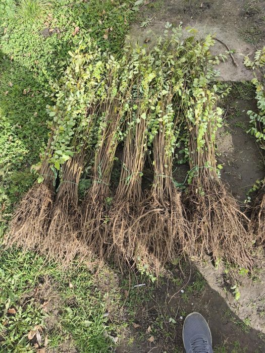 Puteți salcâm molid brad mestecăn