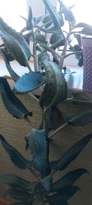 Продам лечебный каланхоэ