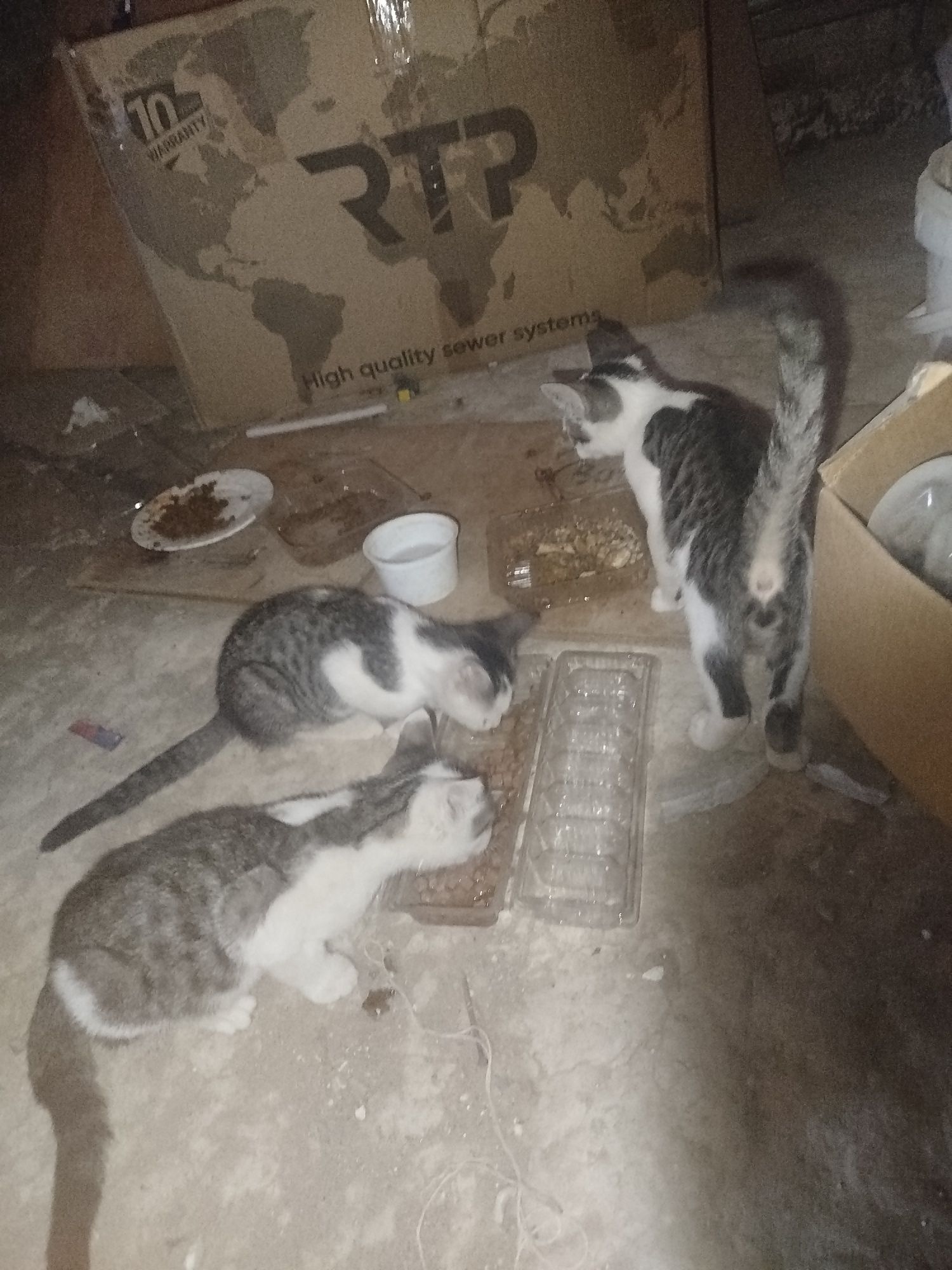 3 dona mushukchalar