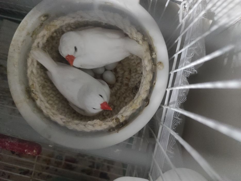 Амадины птички вместе с клеткой