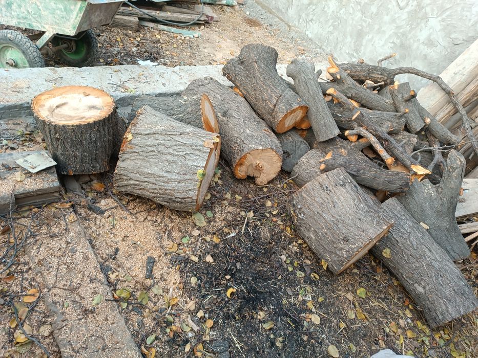 Ўтин сотилади Ўрик дарахти.