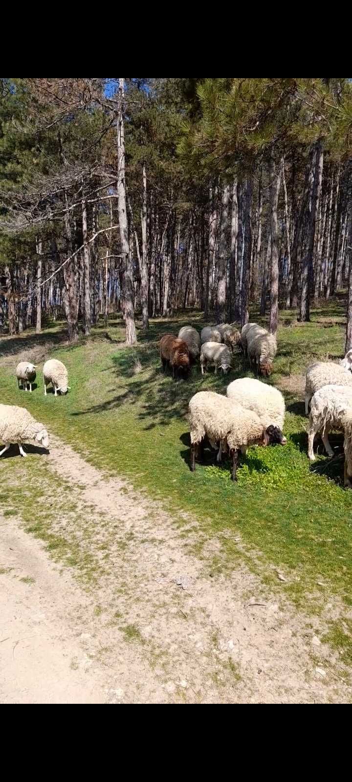 Продавам агнета цена 10 лв.килограм