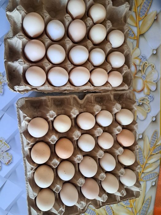 Продам инкубациинные яица ,кур Адлерской серебристый  200тенге одно я