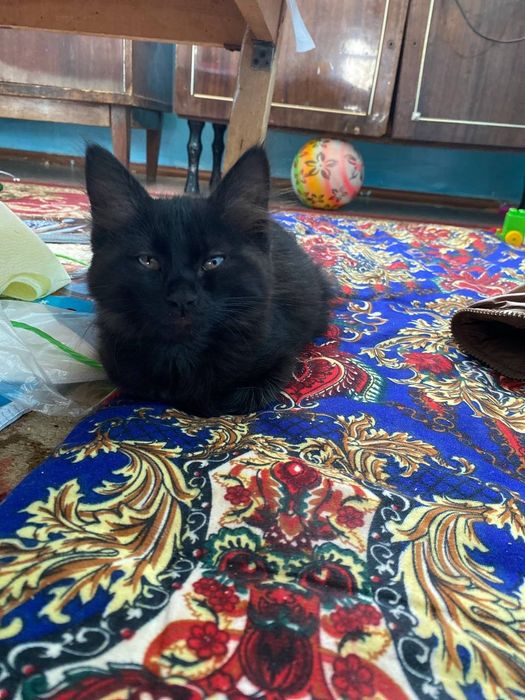 Mushuk tekinga beriladi