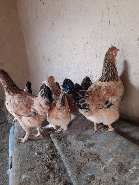 Домашний товук ва хурозлар сотувда