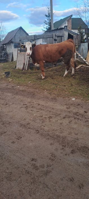 Vind vacă 5ani gestantă