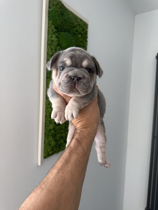 Bulldog Francez Luxury