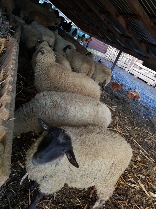 De vanzare oi metis de suffolk