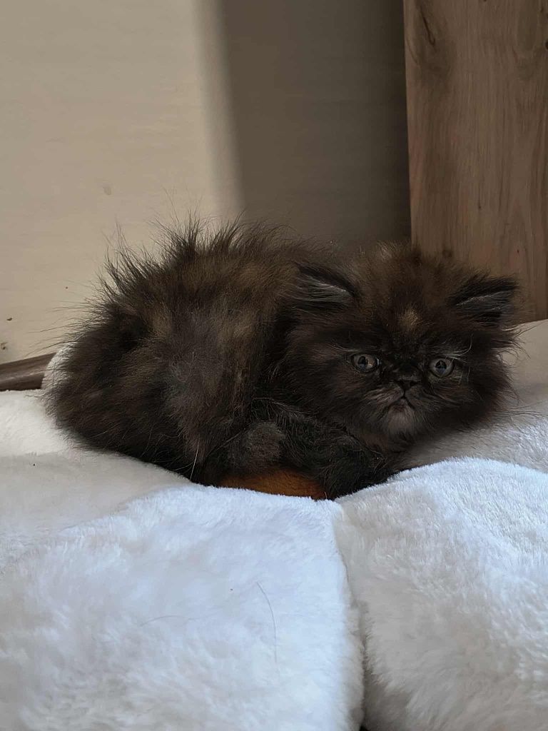 Персийски котенца
