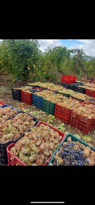 Struguri de vin la comanda
