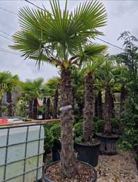 Palmierii trachicarpus Fortunei. Transportul este gratuit